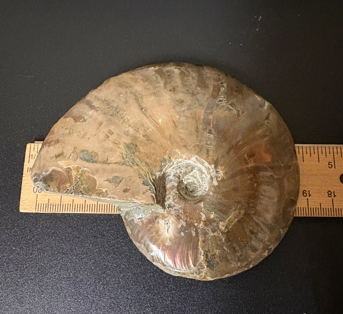 Ammonite Polished 4.5 inch