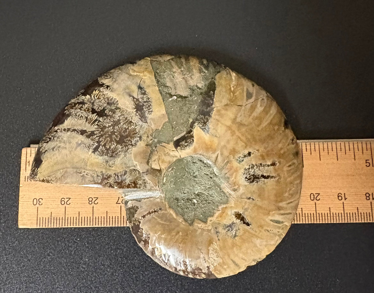 An ammonite fossil specimen displayed on a black background with wooden rulers on either side to show its dimensions.