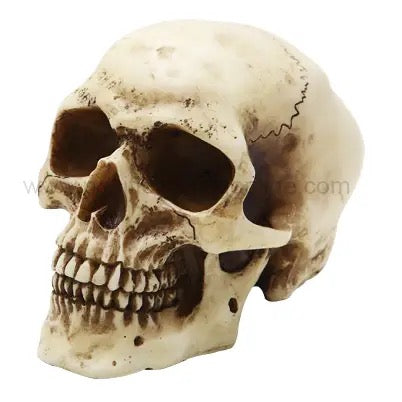 A realistic decorative skull prop with an aged, weathered bone finish, shown on a plain white background.