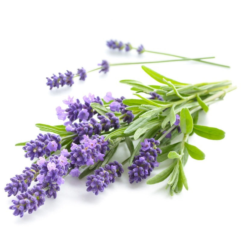Bouquet of lavender flowers on a white background