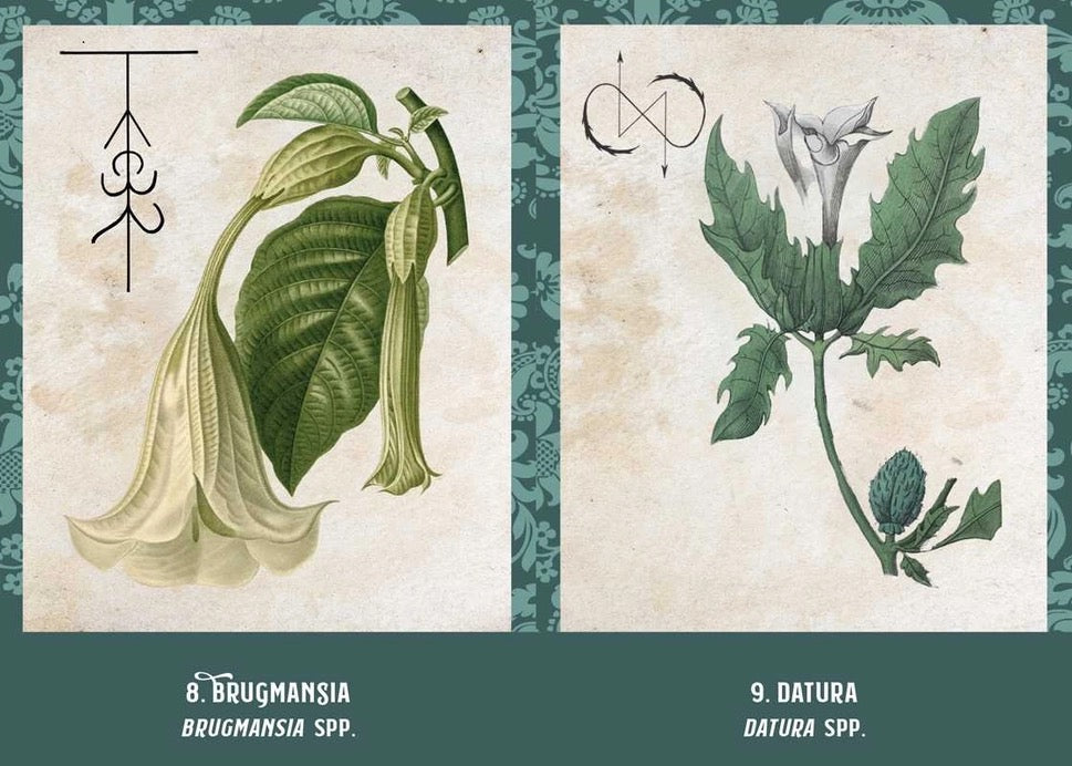A botanical art print featuring two vintage-style botanical illustrations side by side. The left illustration shows a Brugmansia plant with pale cream bell-shaped flowers and green leaves on an aged beige background, with a dark teal patterned border and the text '8.