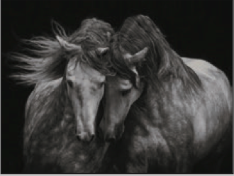 Greeting Card Horses Love Blank