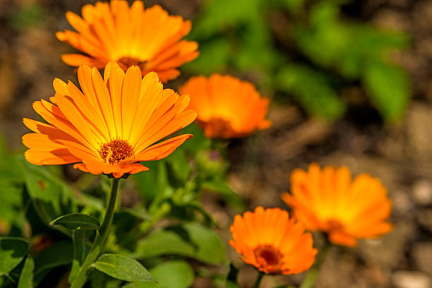 Calendula ABS CO2 Essential Oil