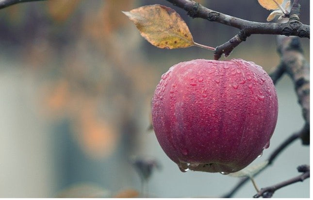 Apple with water dripping down on a branch