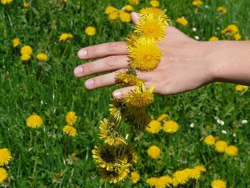 A dandelion garland on a hand above a grass filled dandelion ground