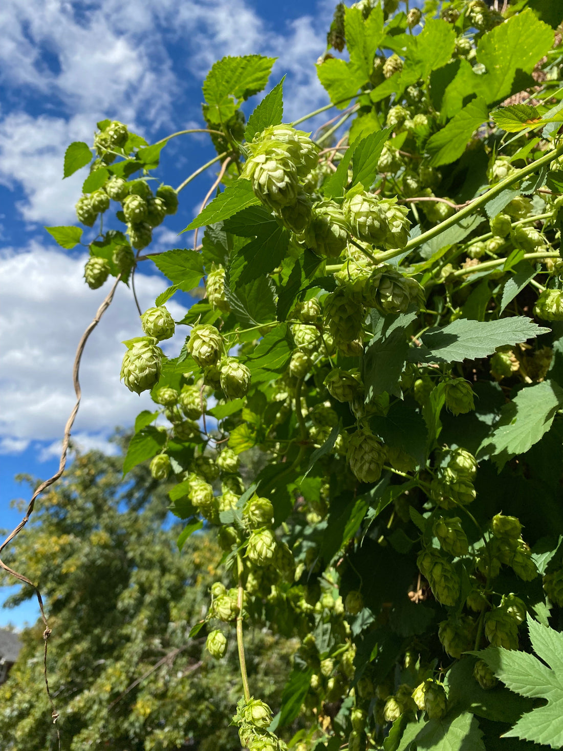 Hops growing on a vine with the sky above