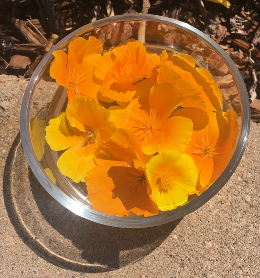 California poppy flowers in water