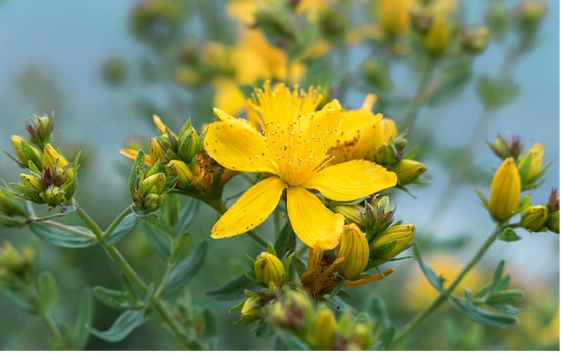St. John's Wort Flower