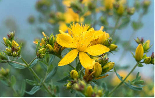St. John's Wort Flower