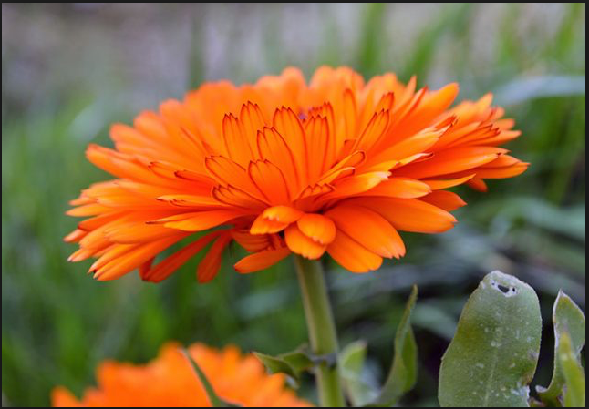 Calendula flower