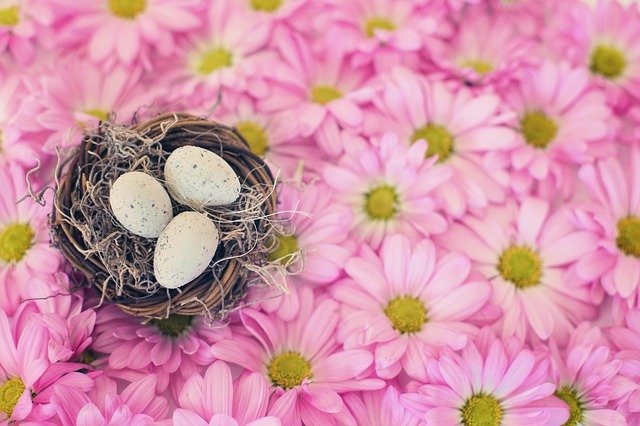 Pink flowers and three eggs in a basket