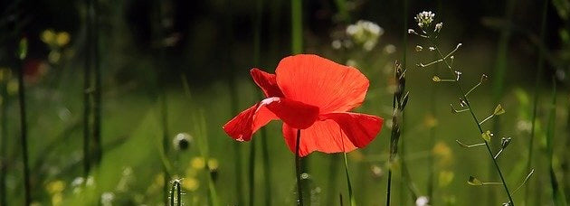 Poppy Red in a field