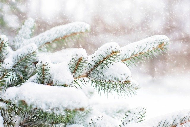 Snowy pine tree