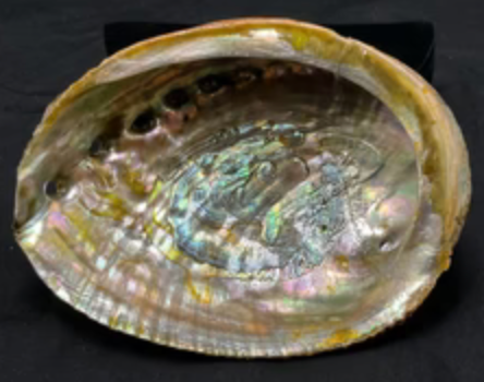 Abalone shell on black background