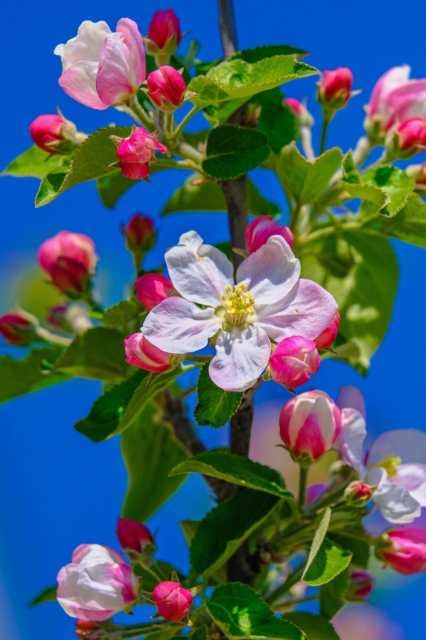 Apple blossom with sky back ground
