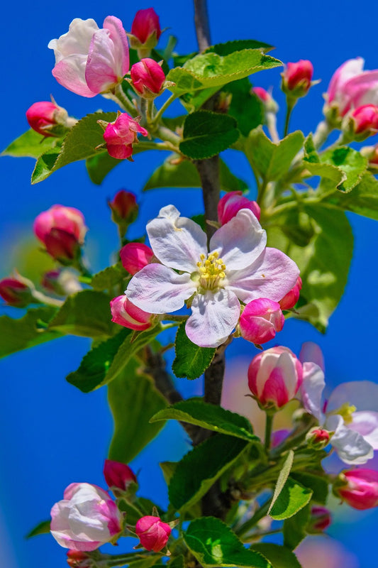 Apple blossom with sky back ground