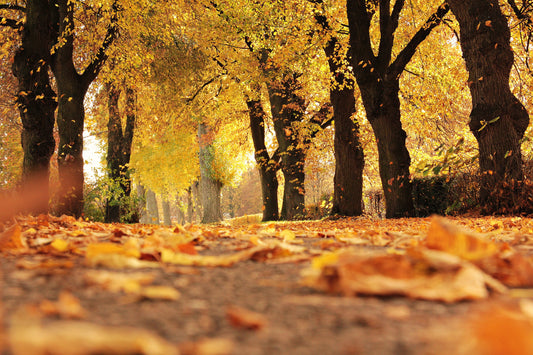 Autumn scene with trees and fallen leaves on a path