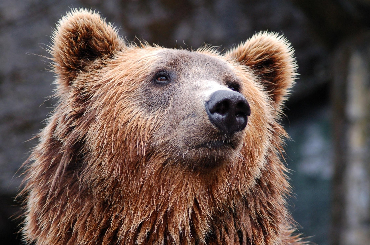 Close-up of a brown bear's face with a blurred natural background