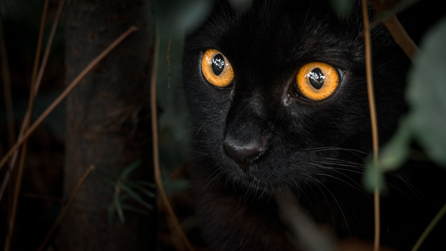 close up of a black cat with orange eyes in foliage