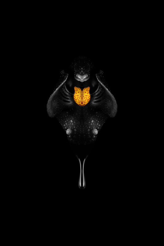 Black orchid with glowing orange center dripping like oil on a black background