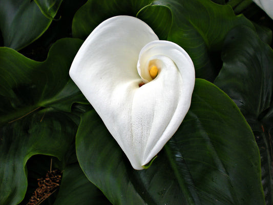 White calla lily flower with green leaves in the background