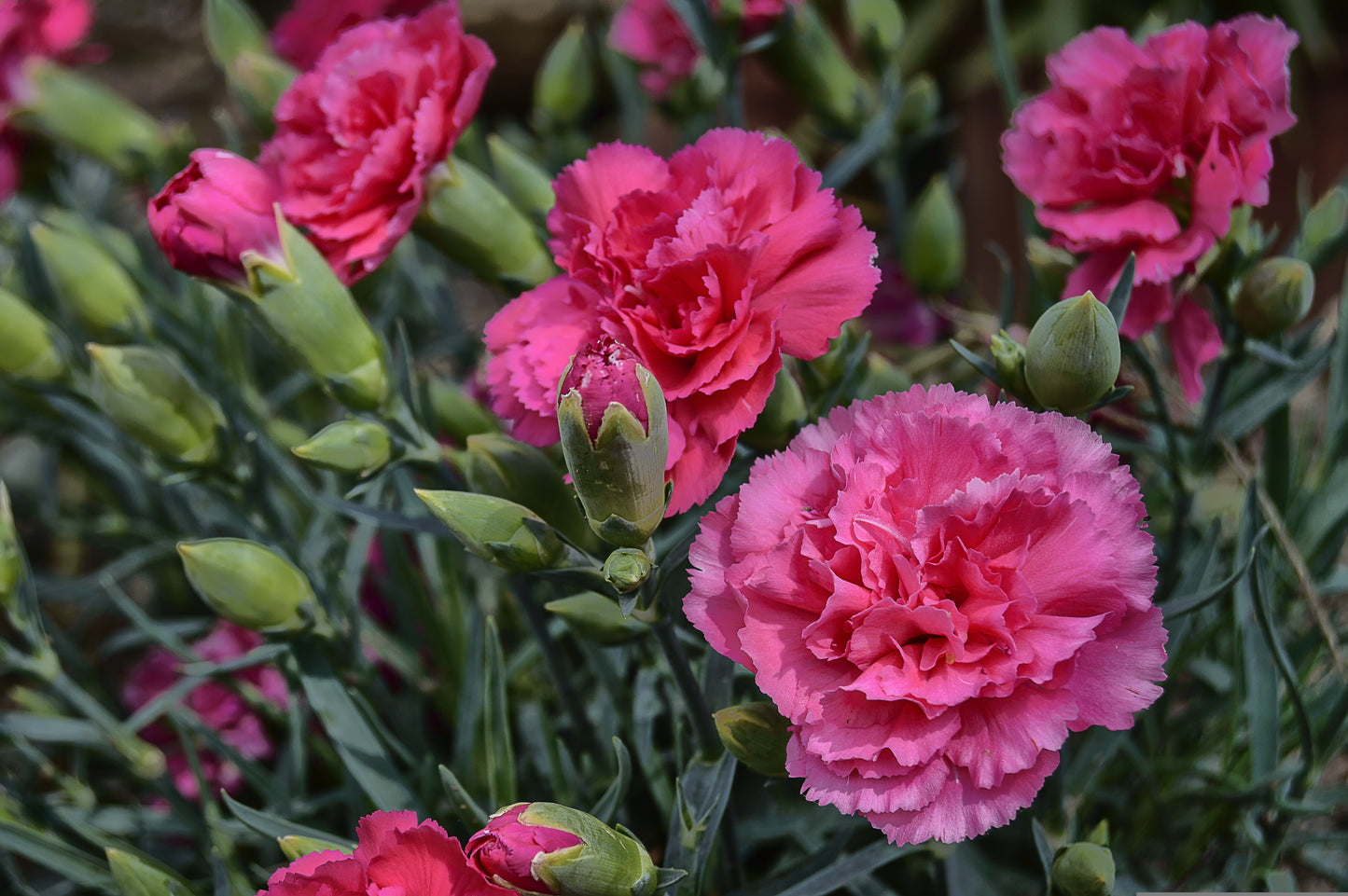 Close-up of pink carnations with green leaves