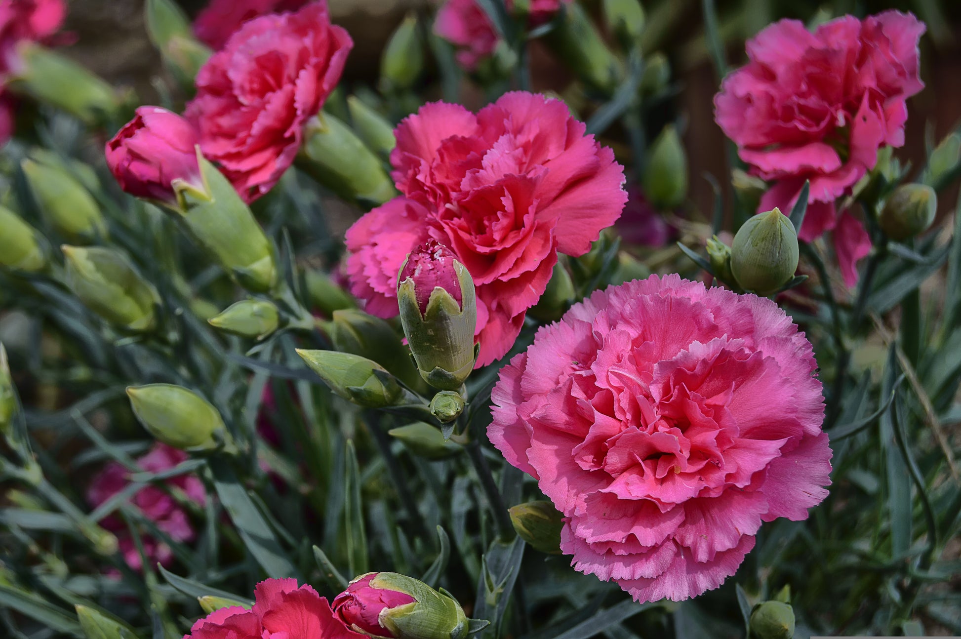 Close-up of pink carnations with green leaves