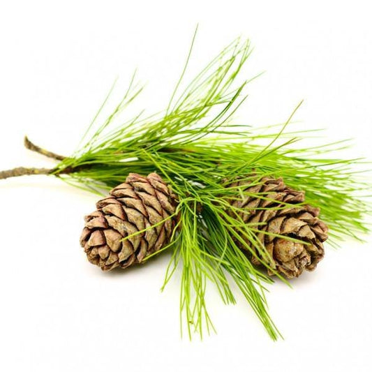 Cedarwood Himalayan needles and cones