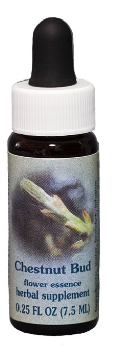 Flower Essence Chestnut Bud