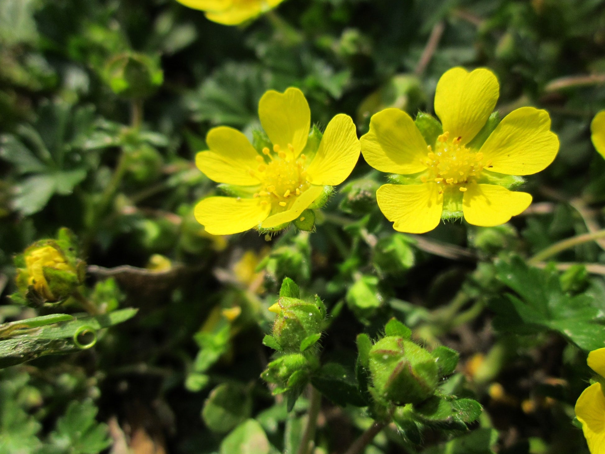 Close-up of yellow flowers with green leaves in the background