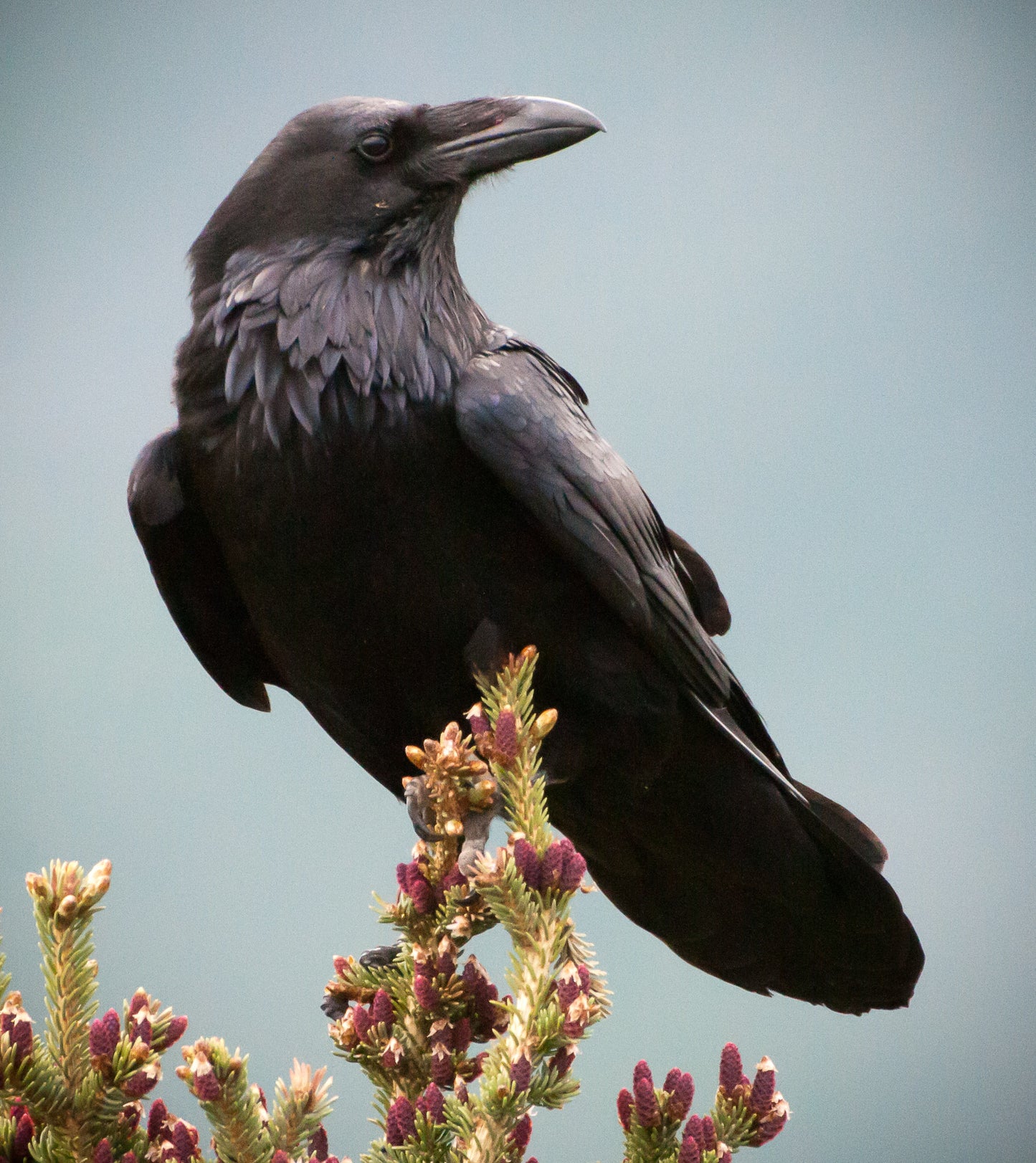 Raven Spirit House Blend Oil