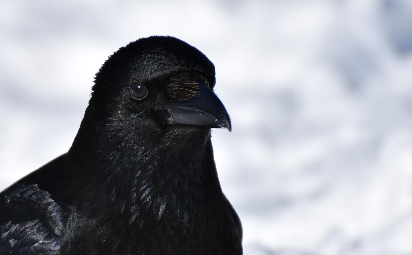 Close-up of a black crow against a blurred white background