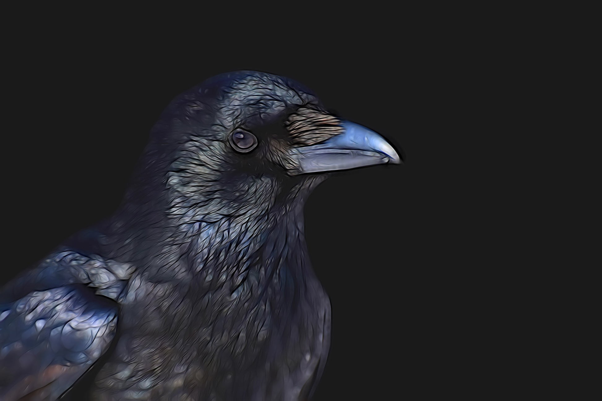 Close-up of a crow on a black background
