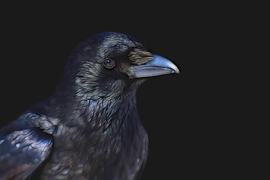 Close-up of a crow on a black background