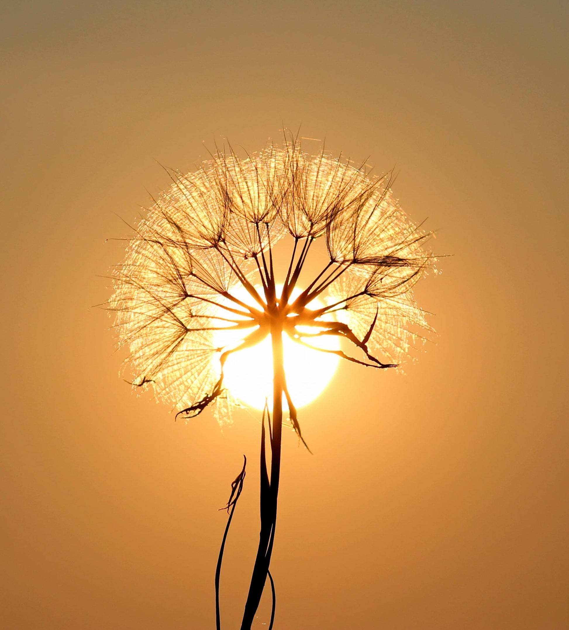 Dandelion with seeds blowing against a sunset sky