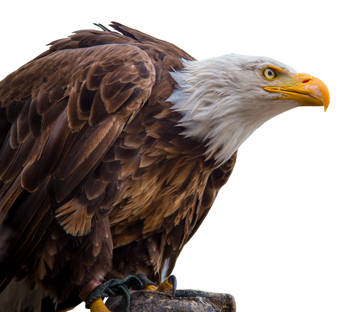 Bald eagle on a white background