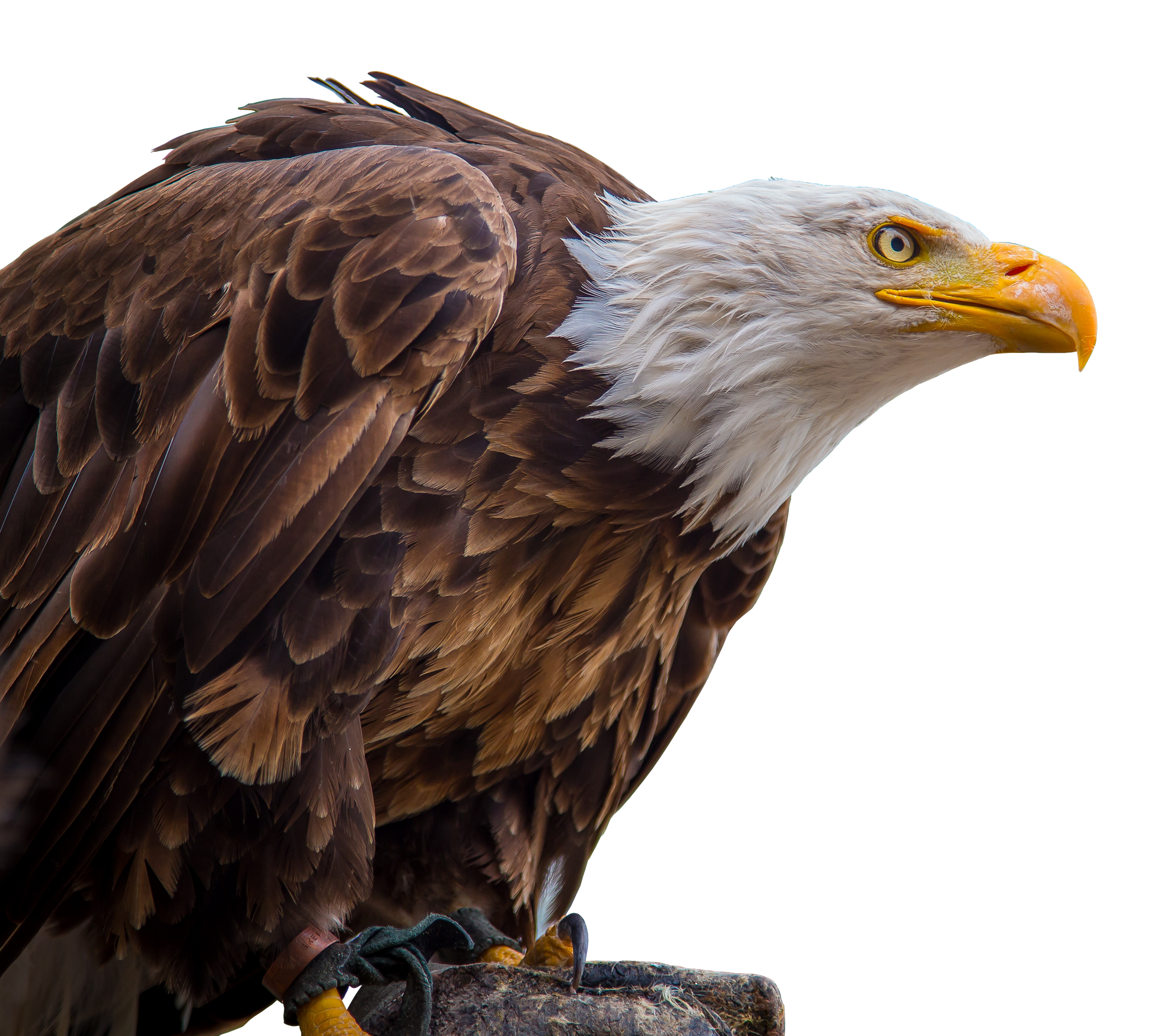 Bald eagle on a white background