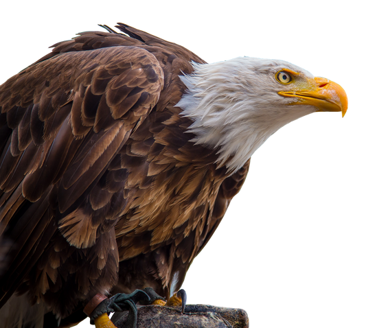 Bald eagle on a white background