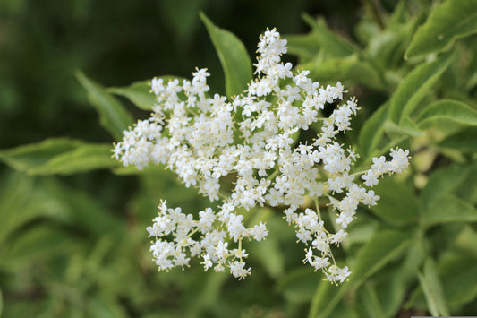 A close-up of a cluster of small white flowers with green leaves in a natural outdoor setting.