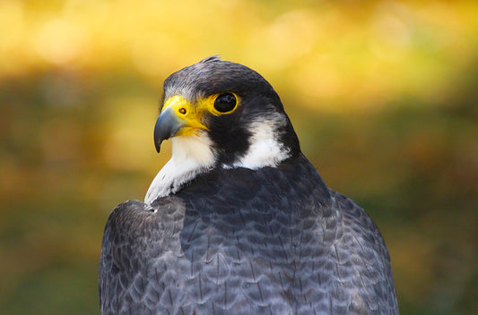 Close-up of a falcon with a blurred natural background
