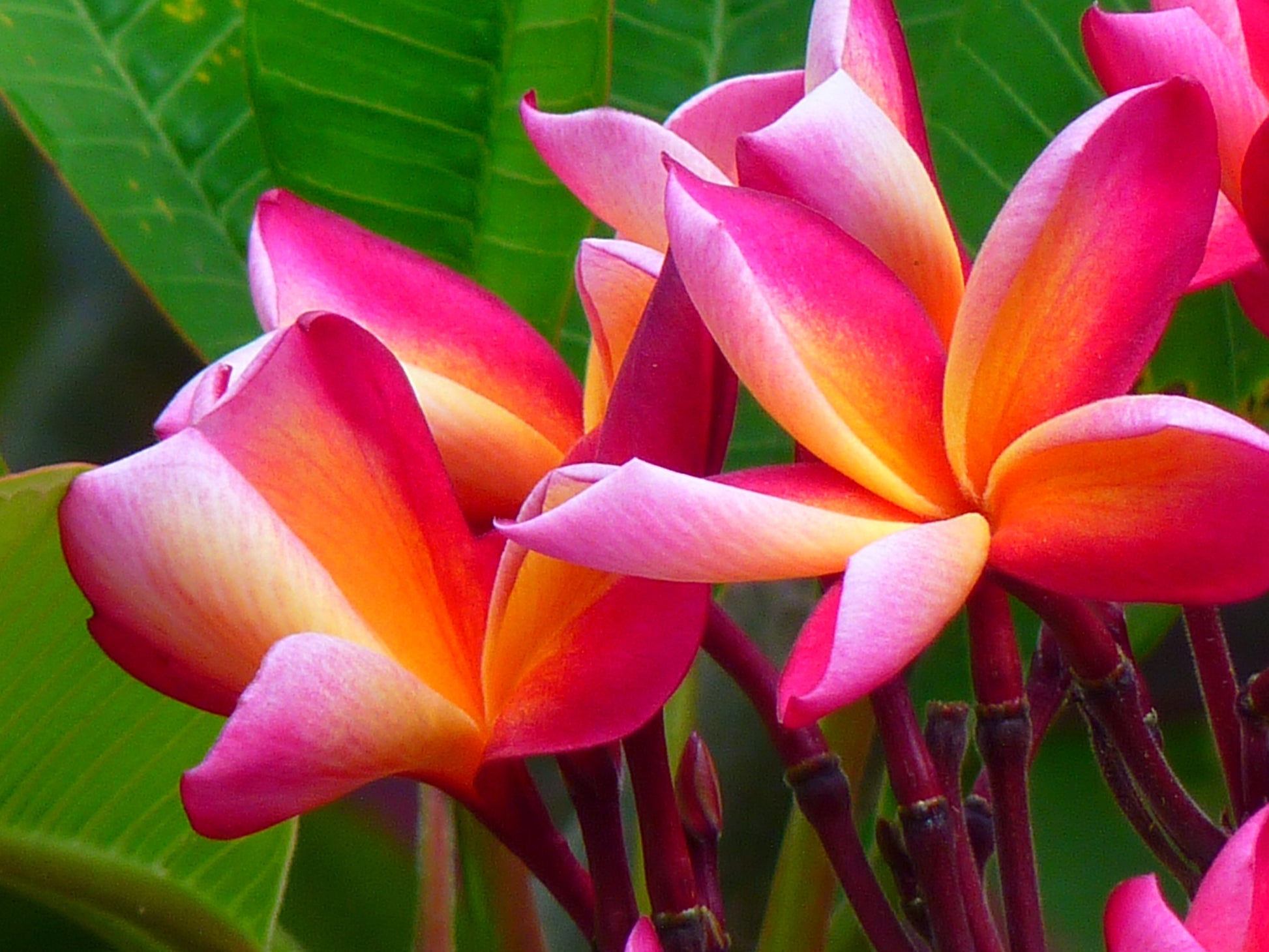 Close-up of vibrant pink and orange flowers with green leaves in the background