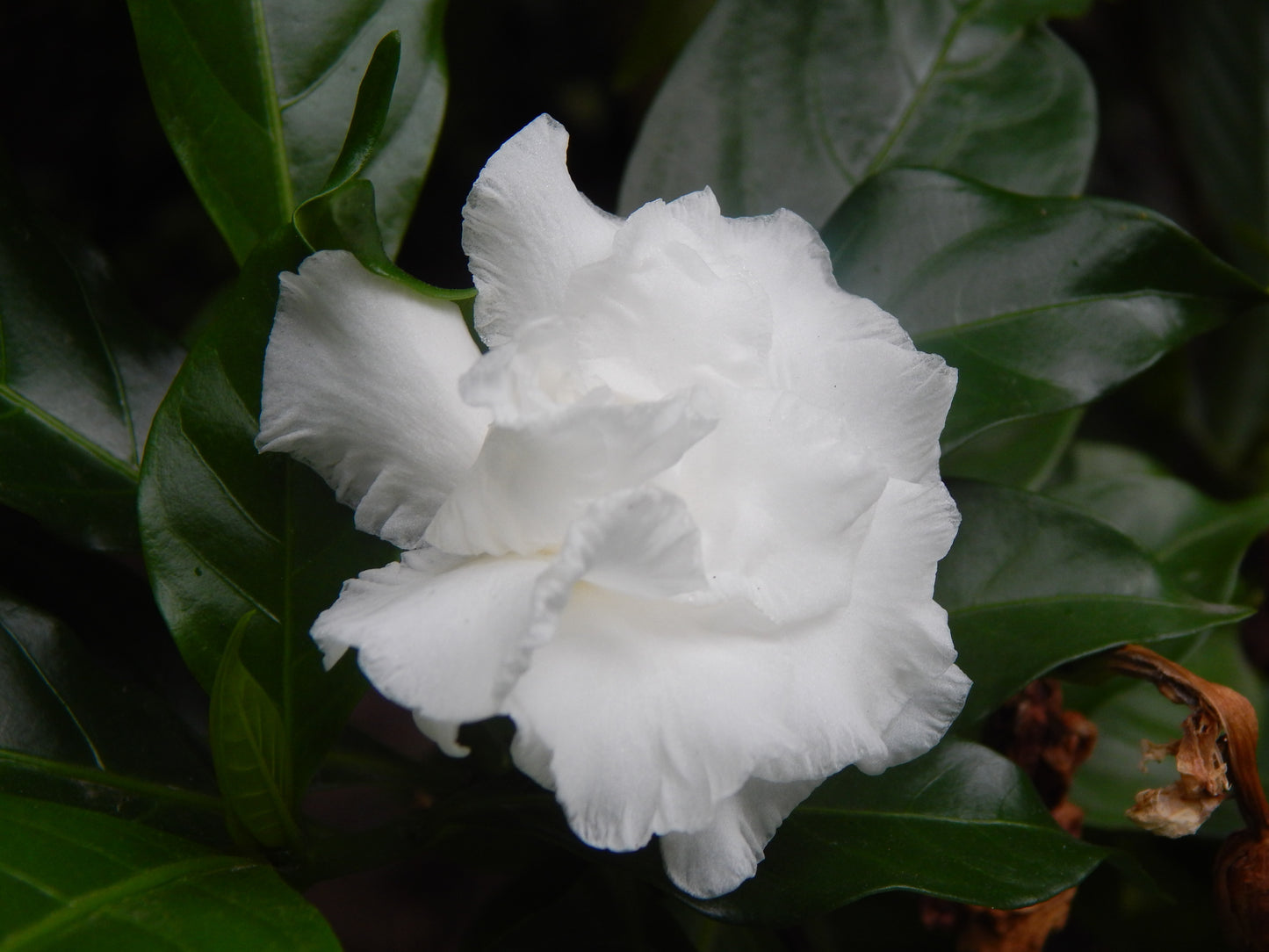 White flower with green leaves in the background