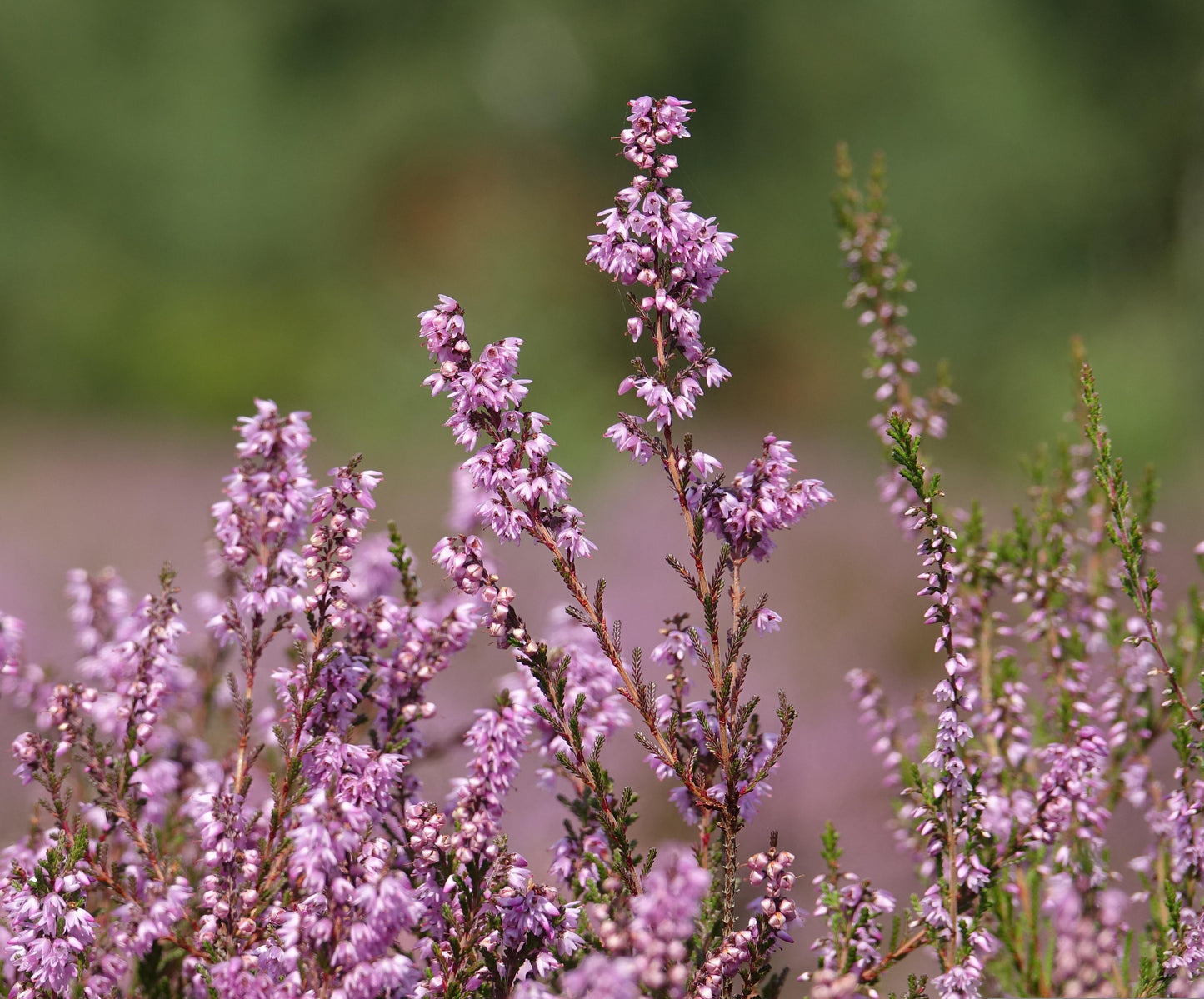 Purple heather flowers with a blurred green background