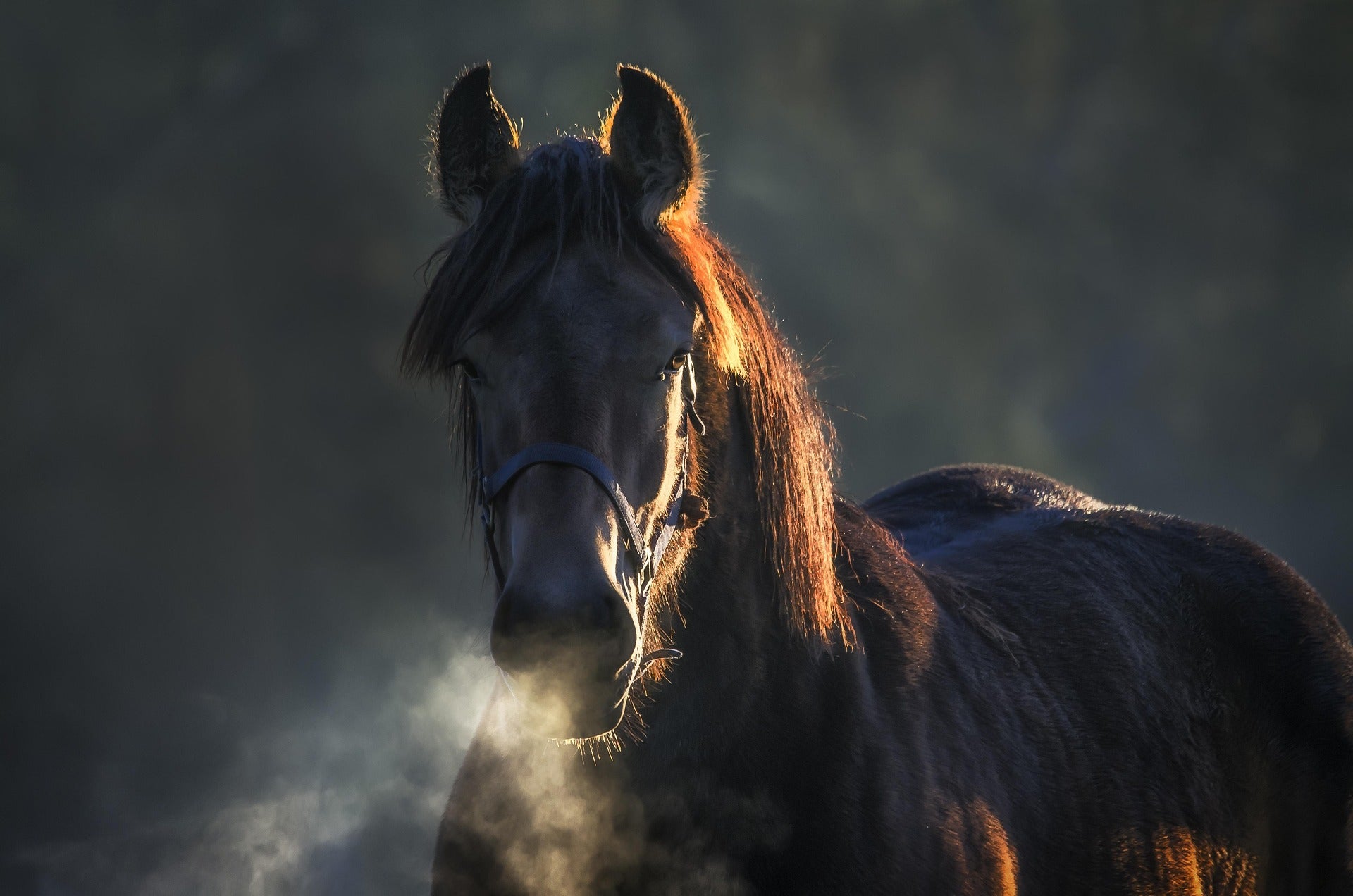 Horse standing in a misty field with warm light