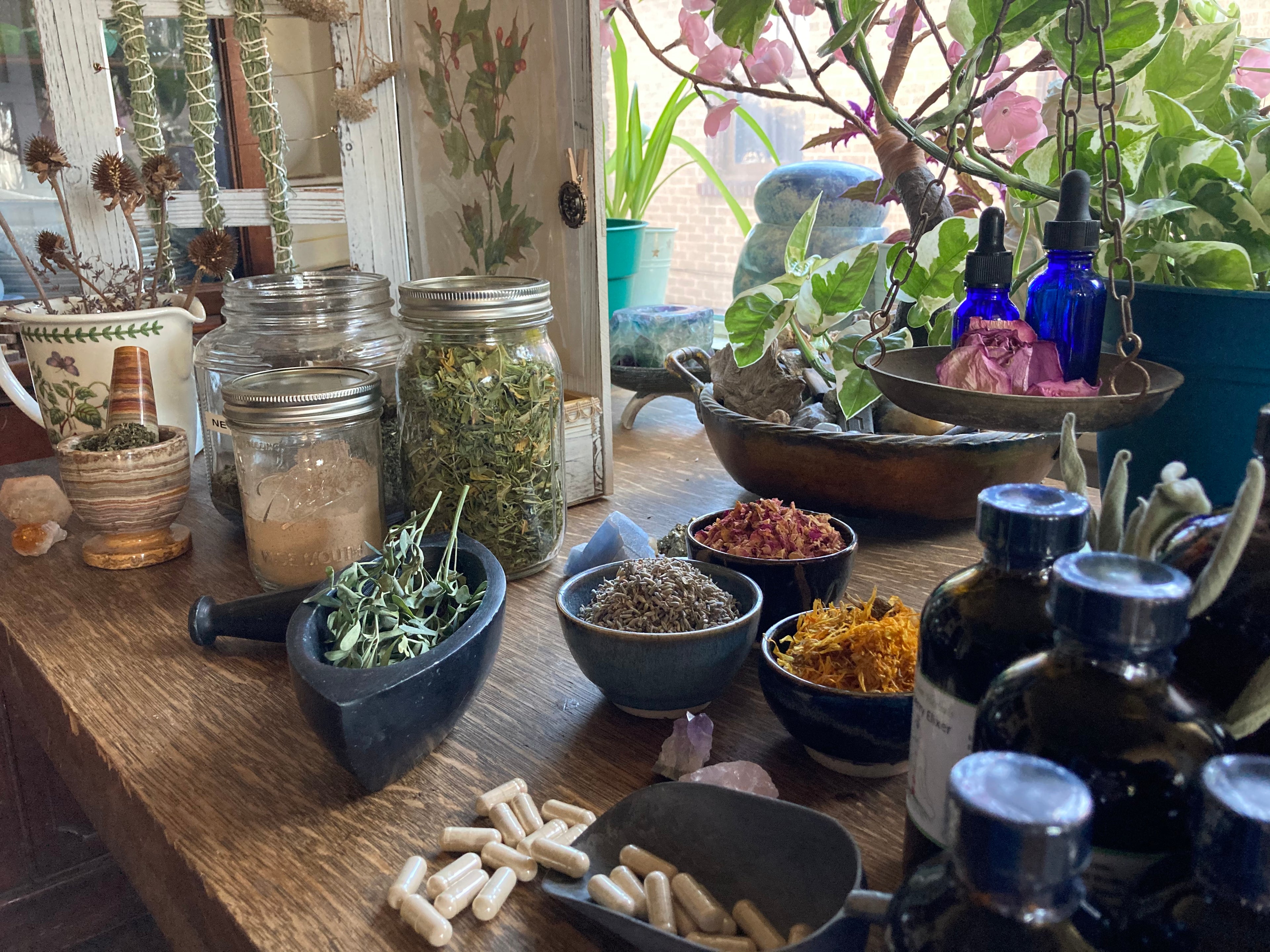 Herbs, oils, tinctures, on an apothecary table with plants and drying herbs. 