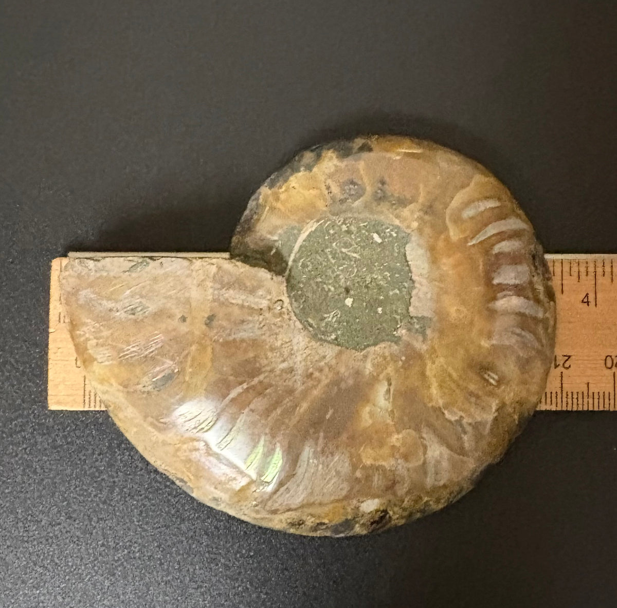 An ammonite fossil specimen shown on a dark gray background with a wooden ruler underneath for scale.