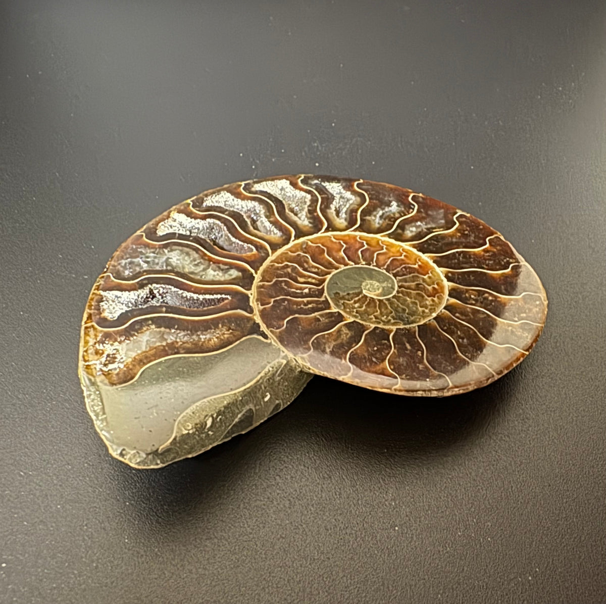 A polished ammonite fossil specimen displayed on a dark gray background, showcasing intricate concentric spiral patterns in shades of brown, tan, and cream.