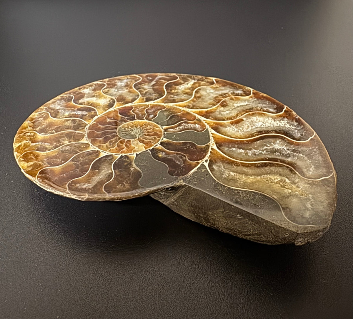 Ammonite Polished 4.5 inch