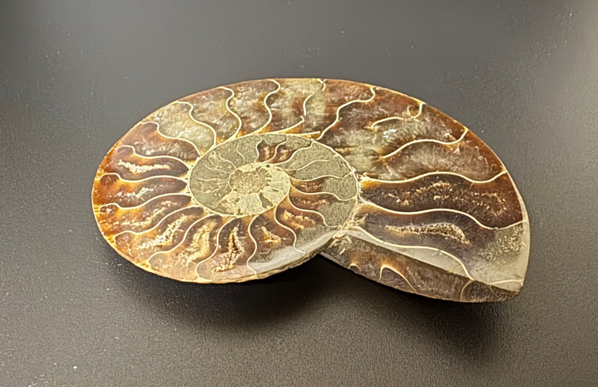 An ammonite fossil specimen displayed on a dark gray textured background.