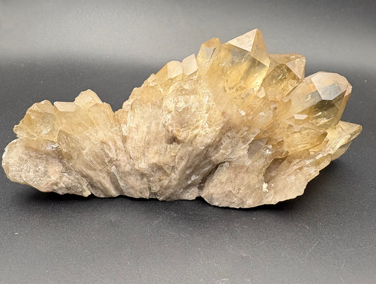 A natural Citrine cluster specimen with multiple translucent pale yellow and beige gemstone points on a rough, matte base, photographed against a dark gray background.